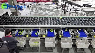 Vegetable sorting and grading equipment, mustard, cabbage, grapefruit weight grader,fruit sorter Profile