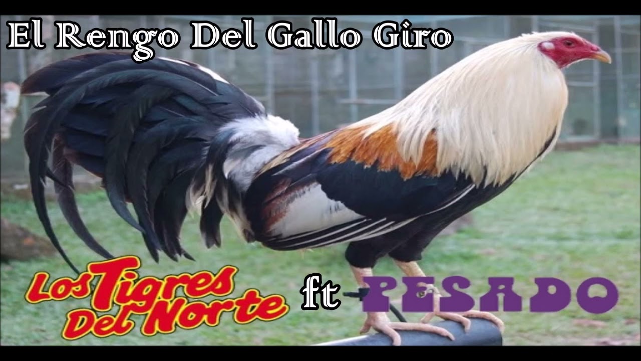 El Rengo Del Gallo GiroLos Tigres Del Norte Y Pesado YouTube