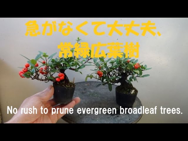 盆栽工房 春嘉 #114 【常緑広葉樹の剪定】よ～く見ると気づくことが