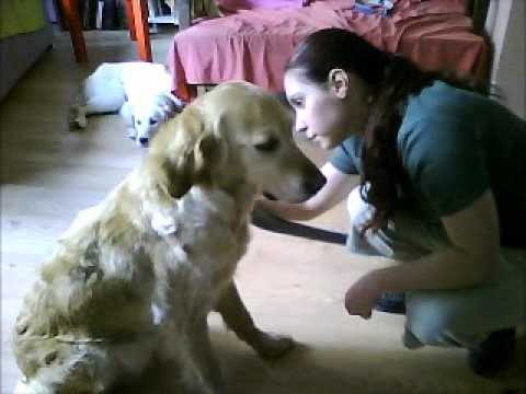 Kopekler Icin 10 Dakikada Tuy Bakimi Dog Grooming In 10 Minutes Youtube