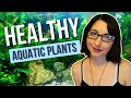 Grow Healthy Aquarium Plants | Tips and Tricks To Grow Aquatic Plants