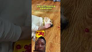 Download Lagu Anjing Sultan Tolak Tomat! 😂 Drama Lebih Heboh dari Sinetron#Anjing Lucu#Drama Sultan#Narasi Gokil MP3