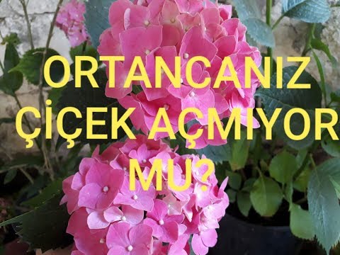 Video: Ortanca Neden çiçek Açmaz? Ortanca Neden Sadece Yeşillik Verir Ve Bu Konuda Ne Yapmalı? Bahçede Muhteşem çiçeklenme Nasıl Elde Edilir?