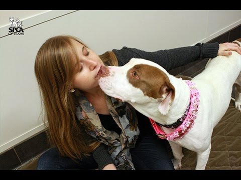 horseshoe bend Adopt Me: Sugar