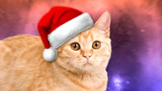 Cat Santa