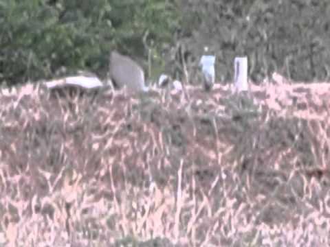 105  ვებერთელა ნა-ბი-ჯი