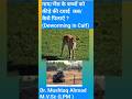 कीड़े की दवाई बछड़ी/कटड़ी को कब और कैसे पिलाए?#baffalo #calf #trending #dairy #animals