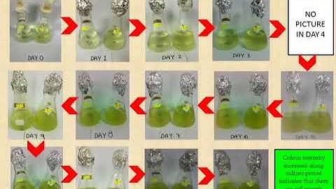 Batch culture of marine microalgae and growth measurement