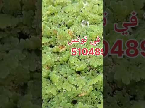 الأزولا في تونس الأزولا أزولا تونس فلاحة دواجن أغنام فلاحين  تونس صفاقس