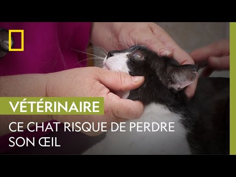 Vidéo: Du Sang Sur Le Devant De L'œil Chez Les Chats