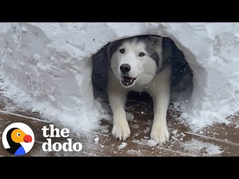 Sad Husky Can't Play Any Sports This Winter So This Couple Builds Him An Igloo - The Dodo