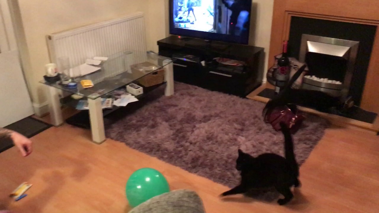 Hilarious cat balloon scare YouTube