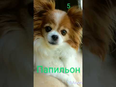 Видео: Как да се приготвим за Pomeranian