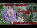 Маракуя северная ( Passiflora incarnata) в открытом грунте .