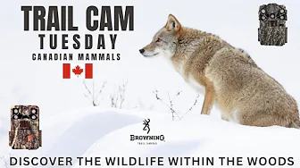 Canadian Mammals | Trail Camera Tuesday | Coyote, Fisher, Deer & More Browning HP4 & HP5