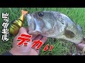 ガンタレルBB（FALKEN R）でデカバスの捕獲に成功！　【鹿児島県住吉池】
