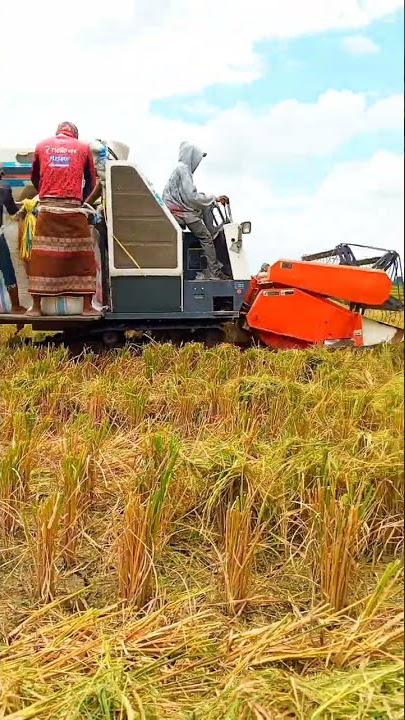 Mobil pemanen padi 2022 #shorts