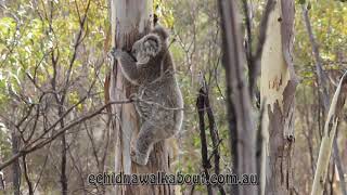 Koala climbing down a tree