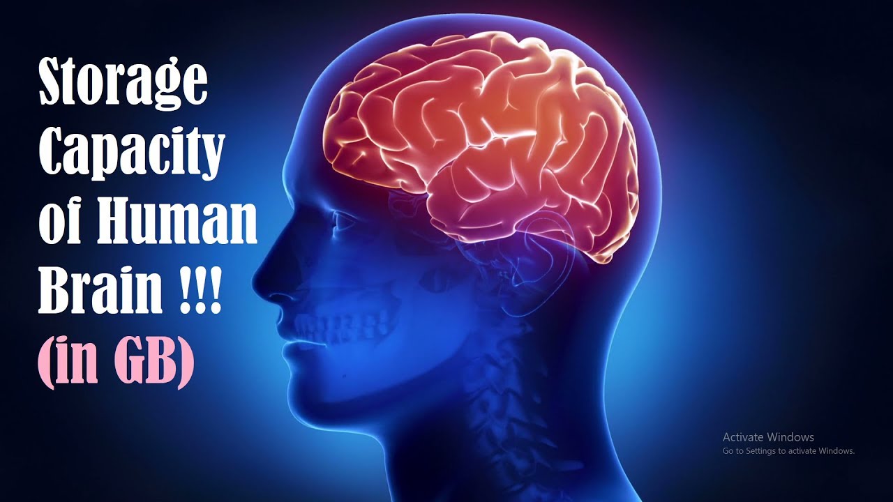 Memory of Humans Brains. Brain Memory capacity. Human Memory. Memory in Brain.