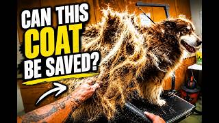 I Thought This Husky Would Never Stop Shedding... Satisfying POV ASMR Dog Grooming The Most Incredible Grooming Transformation Of My Entire Career Husky