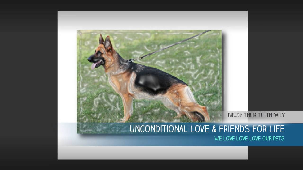 Emergency Vet Fort Myers 2394945948 YouTube