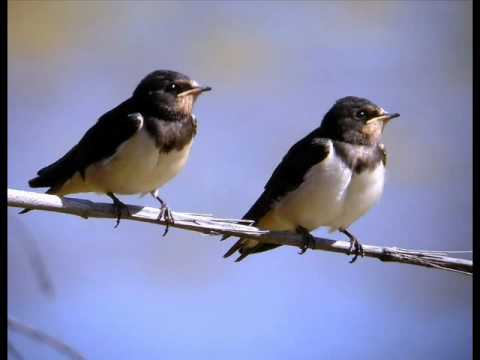 VOLVIERON (Paseo) - EL TRIO DE ORO "LOS HIJOS DE S...