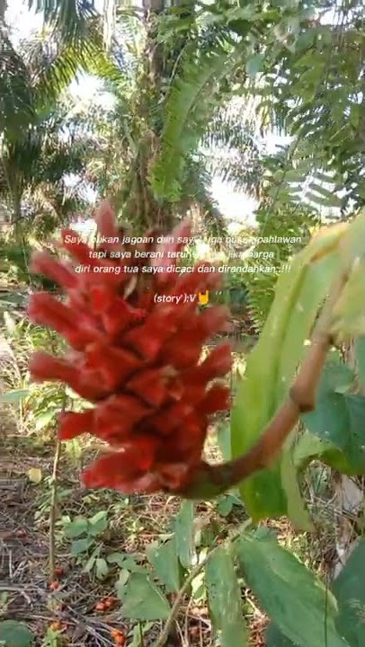 MANTAP BUAT[STORY-WA-MU] VIDEO BUNGA CANTIK SEKALI MIRIP BUAH NAGA🤔