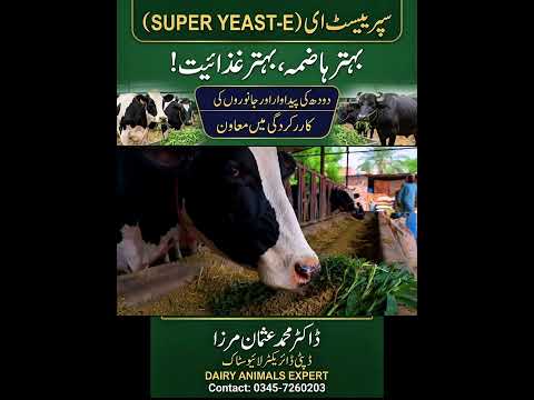 Super Yeast-E and it's uses in Dairy Animals #drusmanmirza #shorts #reels #viral #vlogger