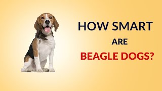 Decoding Beagle Intelligence: How Smart Are They?