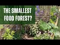 How small can a food forest be?