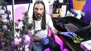 Trimming your harvest Part 1-A