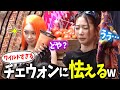 【LE SSERAFIM】壮大な勘違いしているチェウォンさんを温かく見守るウンチェとユンジンｗｗｗ【日本語字幕】