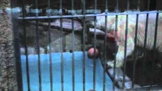 デナリおとなしめ(夜の円山動物園)