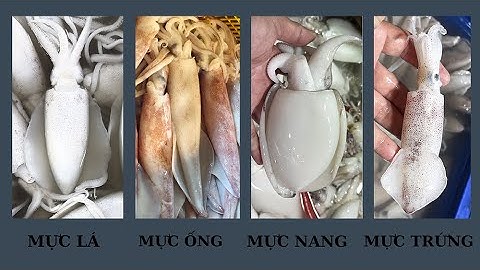 MAAK ONDERSCHEID TUSSEN BLADINKTVIS - BUISINKTVIS - INKTVIS - EININKTVIS - BONINKTIKTVIS || LAAT ...