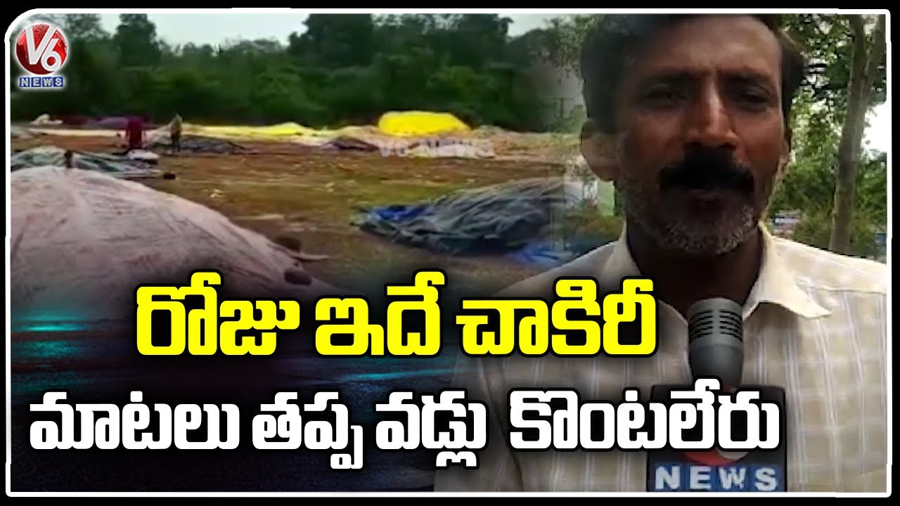 Heavy Rain Cause Huge Paddy Damage In Wyra | Khammam | V6 News - YouTube
