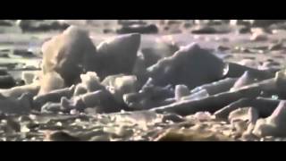 HD Radioactive wolves - unbelievable mutations - full documentary | National Geographic