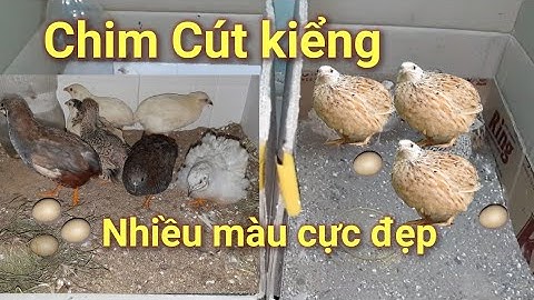 Thử tách nuôi từng cặp chim Cút kiểng.Xem đẻ rồi có tự ấp trứng không