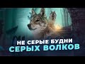 Не серые будни серых волков