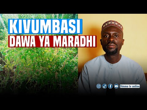 KIVUMBASI DAWA YA KUTIBU MARADHI MBALI MBALI YA KICHAWI