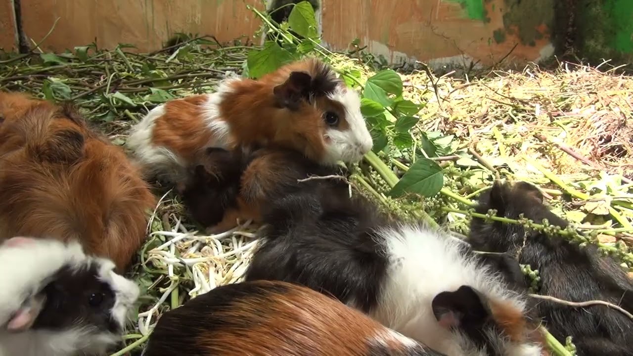 Guinea Pig Cam February 28 2026