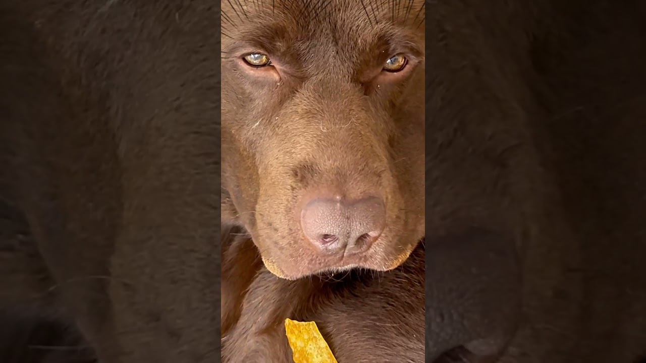 Mein Hund LÜGT mich an 😳🤯