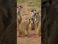 @LoomsLogic  Incredible Wildlife Moments 🌿 | Amazing Animals in Action #shorts