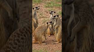 @LoomsLogic  Incredible Wildlife Moments 🌿 | Amazing Animals in Action #shorts
