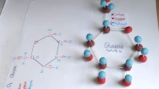 Glucose Molecule Model | Science Performance Task