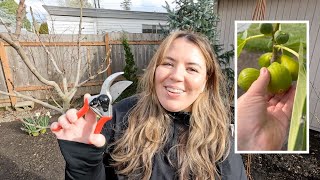 How to Prune Fig Trees ✂ / In The Garden With Claudia