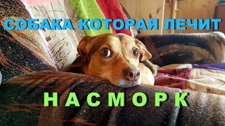 СОБАКА ЛЕЧИТ НАСМОРК ХОЗЯИНУ !!!