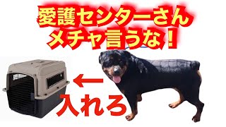 【殺処分決定】ロットワイラー搬送用バリケンのお願い by ポチパパ ちゃんねる【保護犬達の楽園】 21,399 views 1 month ago 10 minutes, 32 seconds