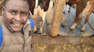 Steaming: The Secret to Healthier Calves and Creamier Milk
