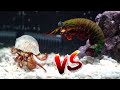 Giant Hermit Crab vs Giant Mantis Shrimp Rematch!! *Epic Battle Royale*