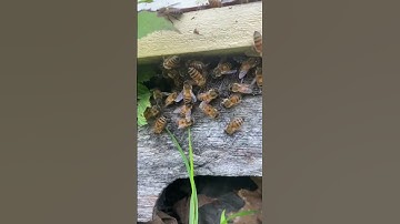 WHAT IS MY QUEEN DOING OUTSIDE THE HIVE????